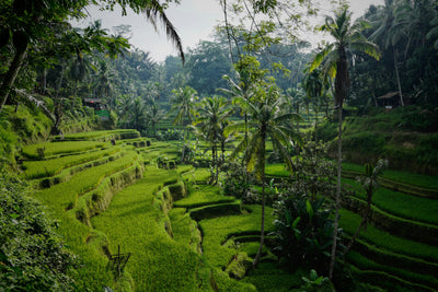 My Bali Overview - A Quick summary (Backpacking)