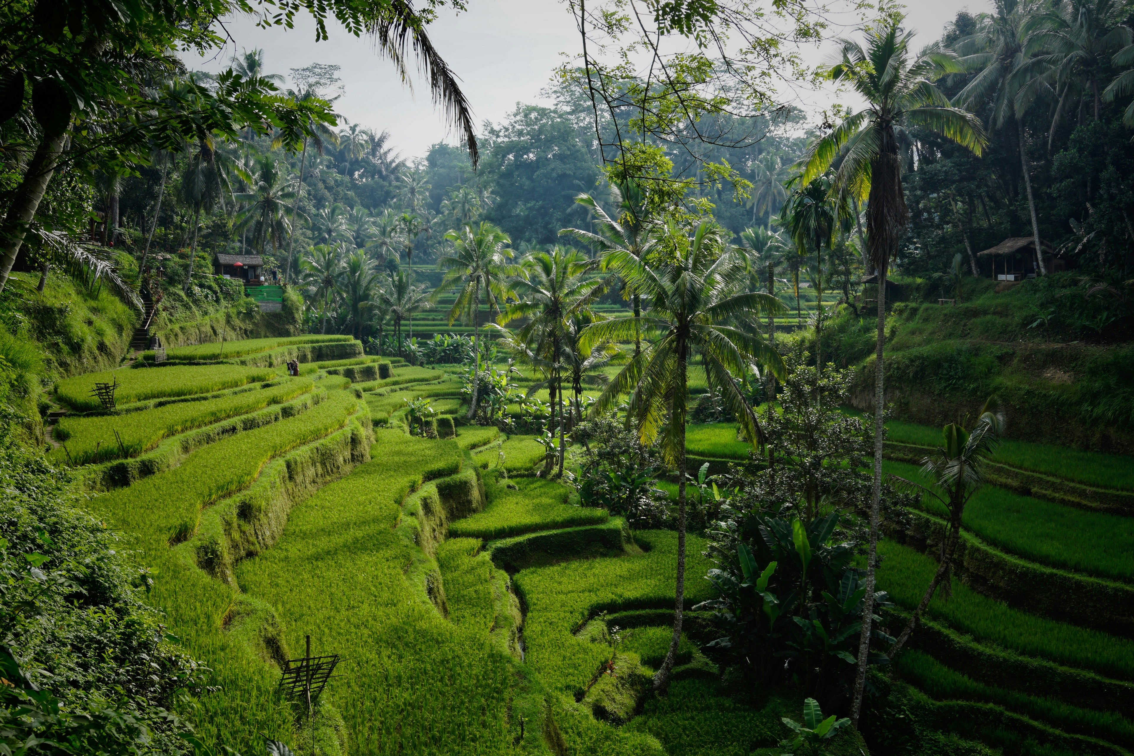 My Bali Overview - A Quick summary (Backpacking)